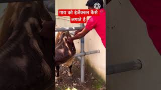 Intramuscular injection in Cattle #veterinary #cow #veterinarymedicine Dr Suresh Jangir