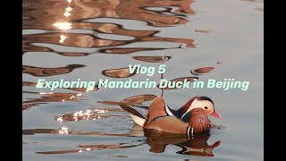 【Vlog 5】Exploring Mandarin Ducks in Beijing