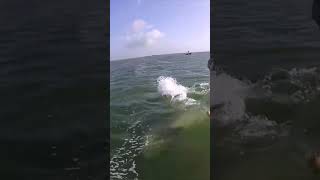 Dolphin Attacks Fisherman stringer