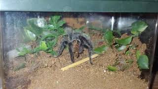 LIVE TARANTULA STREAM - URSULA JR. IS A BUSY GIRL TONIGHT!