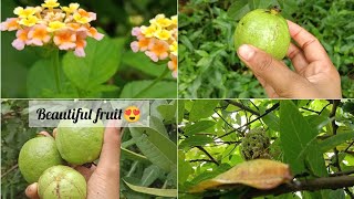 harvesting what guava fruit and Jungle tour 🦁🐯 😵😳😲🍐🍓🍑🫐 #viralvideo  #vlog  #youtube #fruit #jangla