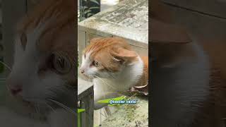 I was very touched by the embarrassment and timidity of the stray cat ❤️  #catlove #shortvideo