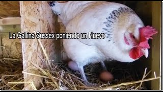 La Gallina Sussex poniendo un Huevo 02-03 -2017