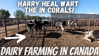 Treating hoof problems in corrals