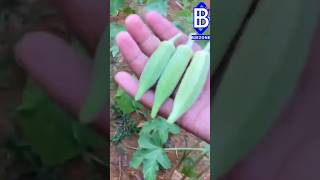 Panen okra di tanah gersang #okra #berkebun #gardening