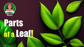 What are the parts of a Leaf? #leafparts #leavesparts #leafstructure #leaffunction