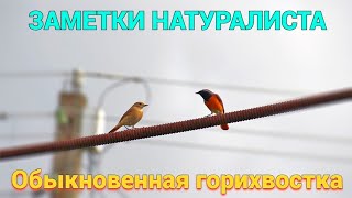 Обыкновенная горихвостка. Phoenicurus phoenicurus. ЗАМЕТКИ НАТУРАЛИСТА