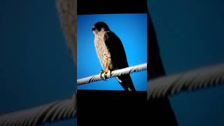 Male Peregrine Falcon BIG FOOT