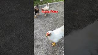 Running Chicken #happyanimals