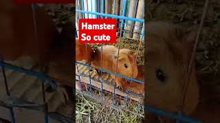 The Hamster @ Mad Maxx #shortvideo #ASMR #highlights