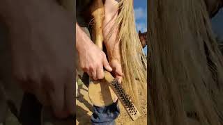 cleaning and trimming horses hooves