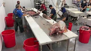 Watch the breakdown of this giant yellowfin tuna.