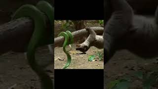 mongoose attack snake