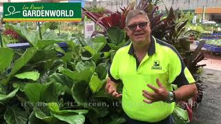 Lee Rowan's Plant of the week Fiddle leaf fig   Gavin