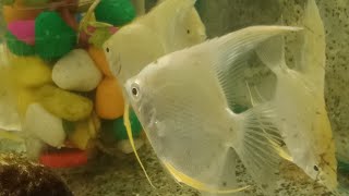 🐠 Ganesh Vagawan inside the   Aquarium with Colourful fish #fish #vlogger #ganesh #god