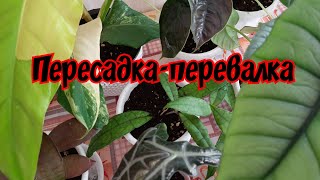 Пересадка-перевалка