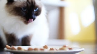 ASMR CAT tries MUKBANG  | Eda Vendetta