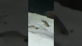 Fun day out, part 5- Small fish species. #short #shorts #shortvideo