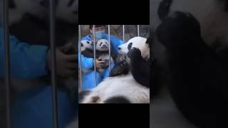 #熊猫 #panda 一个苹果就换走两个崽崽！宝宝笑嘻嘻的好可爱✧⁺⸜(●˙▾˙●)⸝⁺✧