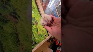 Ежонок альбинос🤪невероятная милота и нежнятина😊 #cute #hedgehog #cuteanimals #pet #ежик