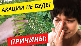 Акации совсем не будет ((( . Две причины.