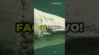 Top 5 Amazing Facts About Arapaima! Please Subscribe now 👈 #facts #amazingsfacts #animals