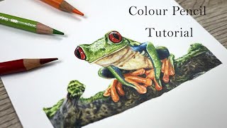 Drawing a FROG in Color Pencil