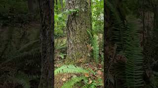 A Walk With My Sisters-Ike Kinswa State Park October 2023