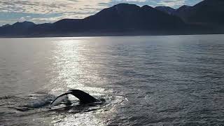 Humpack whale at north Iceland