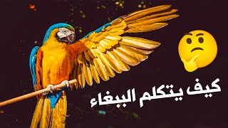 شاهد لماذا الببغاء يستطيع التحدث مثل البشر