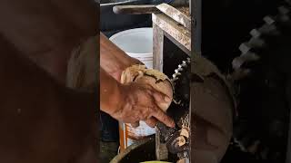 COCONUT OPENING MASCHINE #thaistreetfood #coconut #coconutcutting