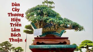 Dàn Cây Thương Hiệu Triển Lãm Bách Thuận