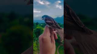 Cute Bird #viral #birds #shorts