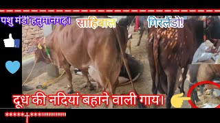 दूध की नदियां बहाने वाली गाय।पशु मंडी हनुमानगढ़।Animal market A cow that produces rivers of milk.