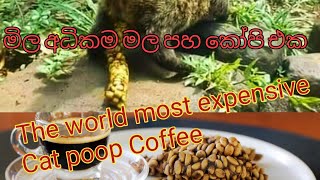 World news|Sinhala|English|The world most expensive cat poop coffee ලෝකයේ මිල අධිකම මල පහ කෝපි එක