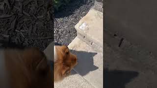 Hi #shortvideo #dog #funnypuppy #funnyanimal #cat #funnypet #dogs