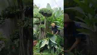 Perawatan Taman & Bonsai