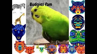 Super lovely budgie captain jack  #budgiefam