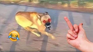 Dog Reactions: Surprises & Scares Caught On Camera 2023 [Funny Pets]