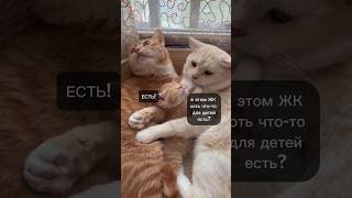 Семейная пара котиков обсуждают квартирный вопрос 😻