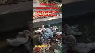 Ternak mentok rumahan