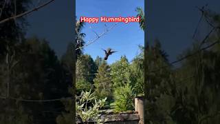 Happy Hummingbird: Our Yard's Showoff!