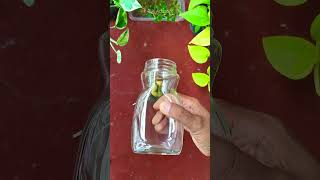 Avocado Seed Propagation - 45 Days Update #shorts