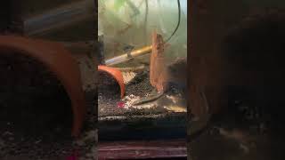 Chili The Siamese Algae eater Vs A Lazer Pointer #shorts #aquarium