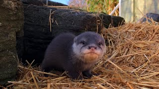 Otterly adorable sneak peek!