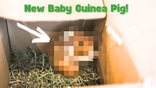 We Got a New Baby Guinea Pig… but I’m NOT Prepared