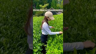 D:matcha tea picking tour in Wazuka 🇯🇵🍵 #japan #travel #teapicking #japanesetravel