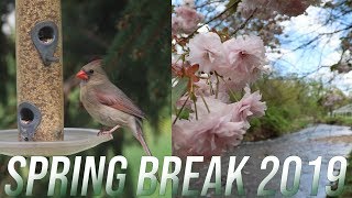 Birds, Traveling, and Nighttime Storms | Spring Break April 2019