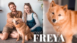 WE ADOPTED A DOG 🐕🦊 Q&A with our beautiful rehome, Freya the Finnish Spitz!