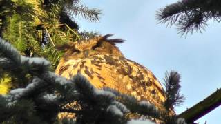 Bubo Bubo-Uhu Weibchen in der winterlichen Sonne